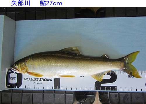 矢部川で27㎝の鮎が釣れました