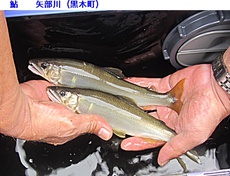 矢部川で釣れた鮎 2023/07/31 21:39:52