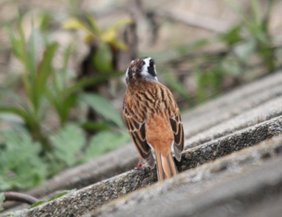 花と鳥と入間川の公園散歩・