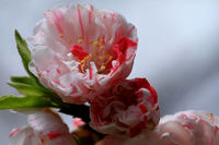花桃の里