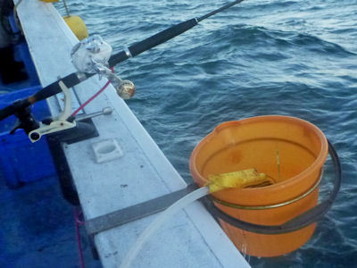 鳥羽沖の真鯛釣り