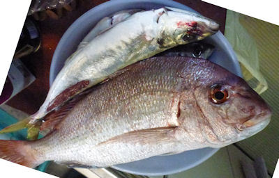 鳥羽沖の真鯛釣り