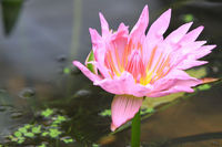 掛川花鳥園