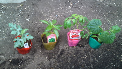 今年も植えます。