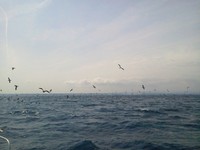 オフショア3 ～駿河湾サバ爆編～ 2012/05/16 14:26:44