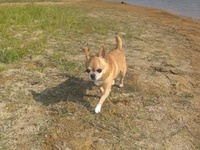 我輩は犬である
