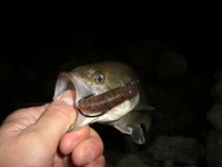 癒しのつもりが・・・ 2008/04/13 00:53:04