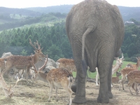 Wild　Life 2008/08/29 06:23:35