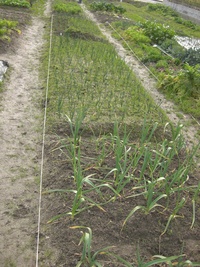 野良仕事 2009/02/11 20:04:12
