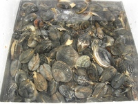 満足！ 2009/05/10 21:18:42