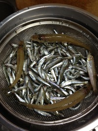 稚鮎を釣った
