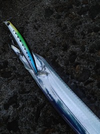 あらら？もうタチウオが。