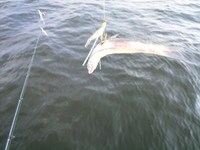 やっぱり釣れない