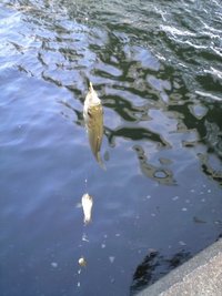 やっぱり釣れない