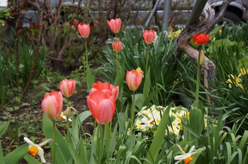 我が家の桜も開花宣言！＆百花繚乱　その１
