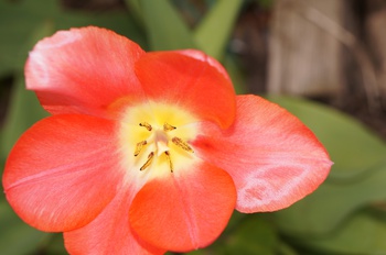 百花繚乱　その４　チューリップを上からみてみよう
