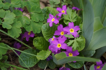百花繚乱　その５　カラフルな花たち