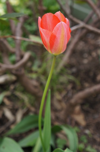 百花繚乱　その４　チューリップを上からみてみよう