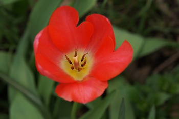 百花繚乱　その４　チューリップを上からみてみよう