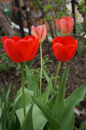 百花繚乱　その５　カラフルな花たち
