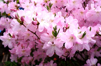 百花繚乱　その５　カラフルな花たち