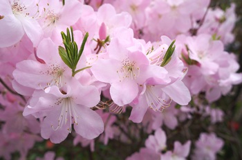 百花繚乱　その５　カラフルな花たち
