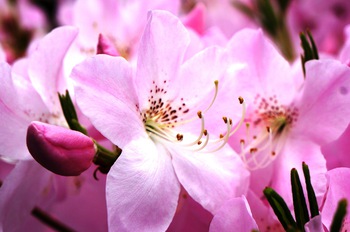 百花繚乱　その５　カラフルな花たち