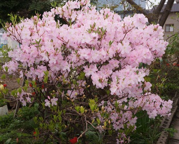 百花繚乱　その５　カラフルな花たち