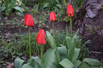 百花繚乱　その５　カラフルな花たち