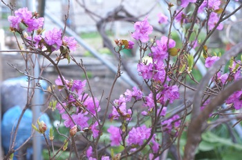 百花繚乱　その５　カラフルな花たち