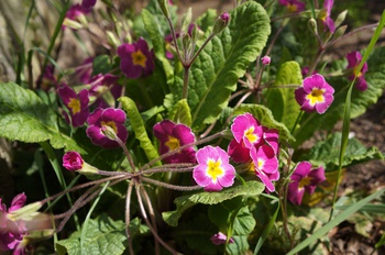 百花繚乱　その５　カラフルな花たち