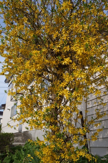 百花繚乱　その５　カラフルな花たち