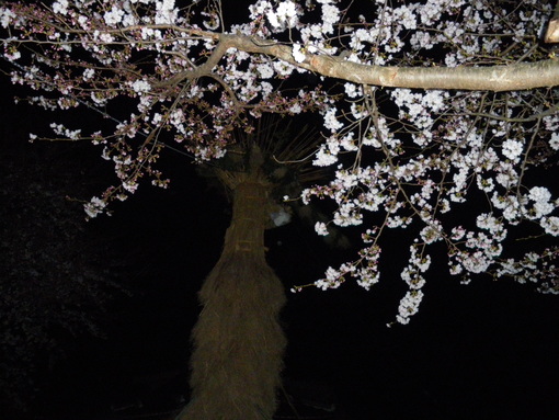 火祭り花見