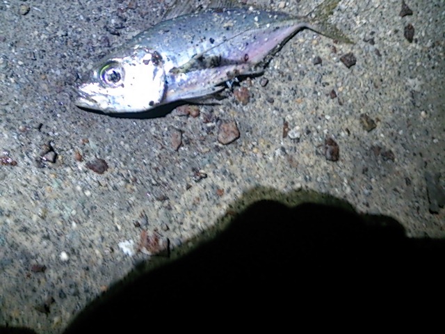 夜勤後の釣り