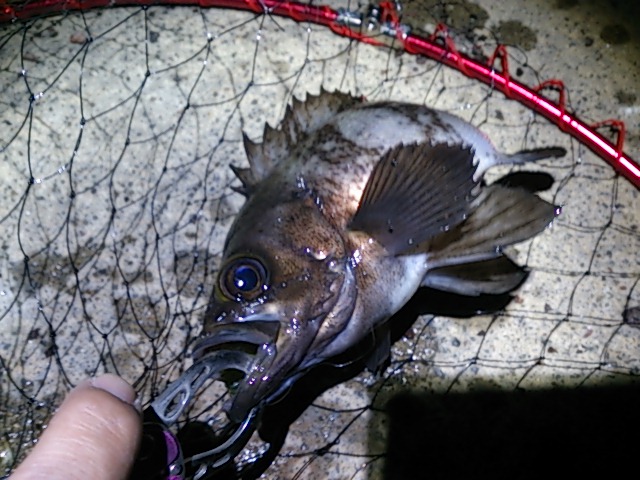 夜勤後の釣り