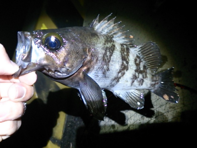 夜勤後の釣り