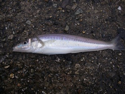 キス釣り…　上々？　　妻鹿7番