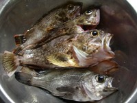 キス釣り…　上々？　　妻鹿7番