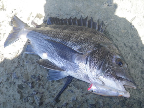チヌポ＆磯シイラ、２本立て釣行！～チヌポ編～
