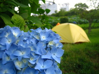 紫陽花ふらり