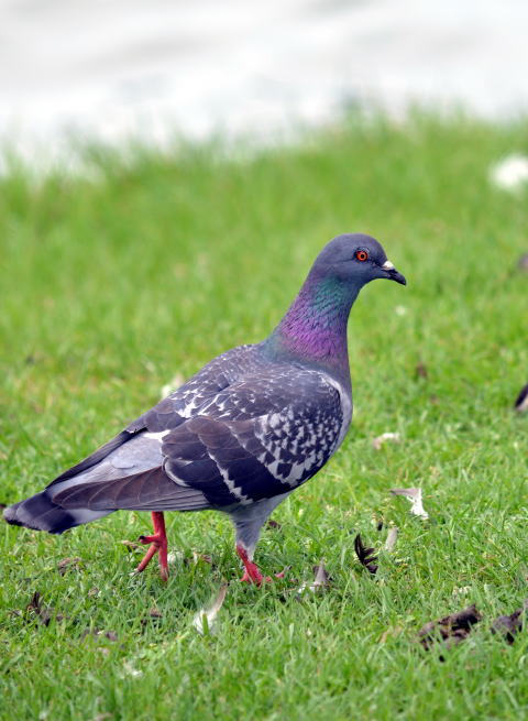 鳩の近くにハートの…