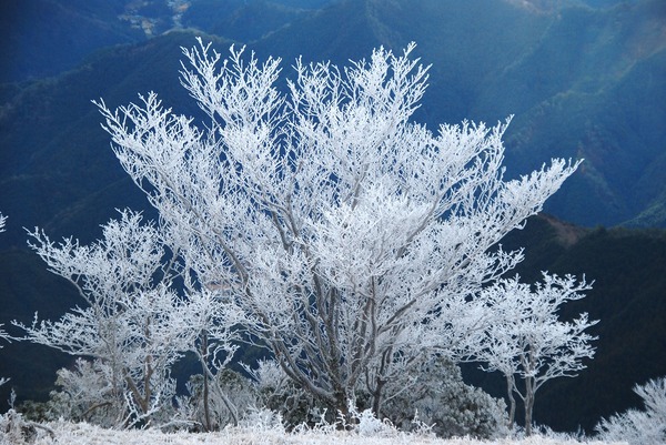 Tamaのキャンプ大好き 13 霧氷の三峰山 奈良県