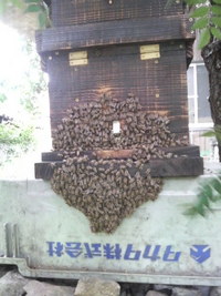 暑い… 2009/08/05 16:20:45