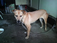 日向犬 2009/08/16 12:39:16