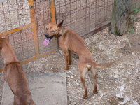 猟犬紹介 2009/08/07 12:56:22