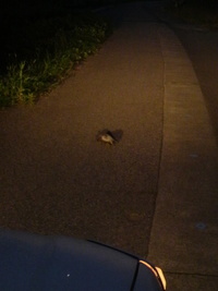 の～んびり 2009/08/12 13:29:58