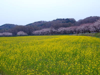 巾着田へ行ってきました。