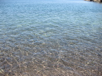 海が好きに・・・・・？ 2010/07/22 08:09:16