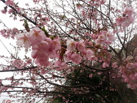 桜咲く 2013/03/13 14:56:38