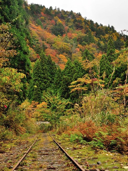 雨の芦生　紅葉と巨木巡り